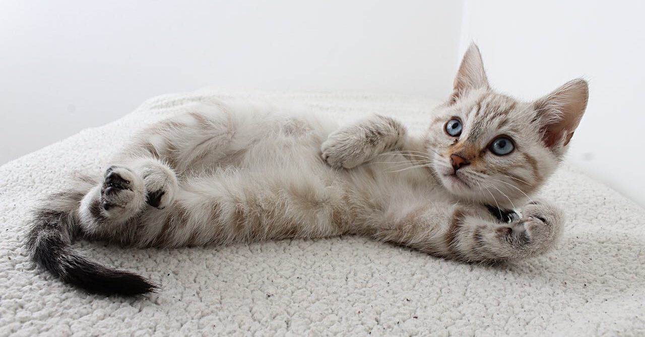 2024’te Hayvan Hakları: İlerlemeler ve Beklentiler