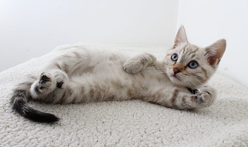 2024’te Hayvan Hakları: İlerlemeler ve Beklentiler