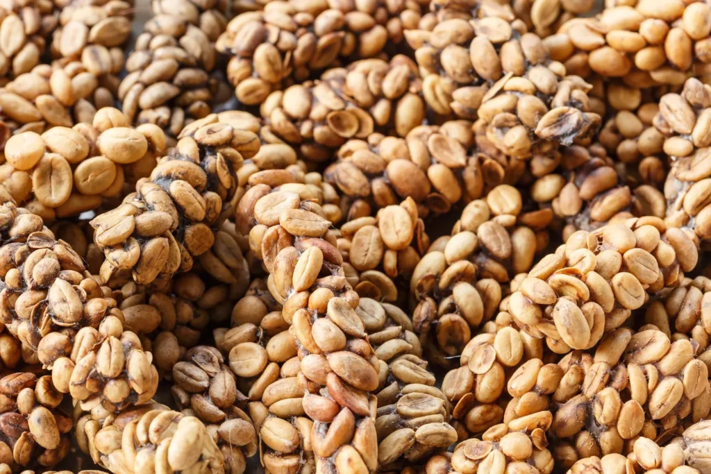 Coffee-beans-feces-palm-civet-Asian