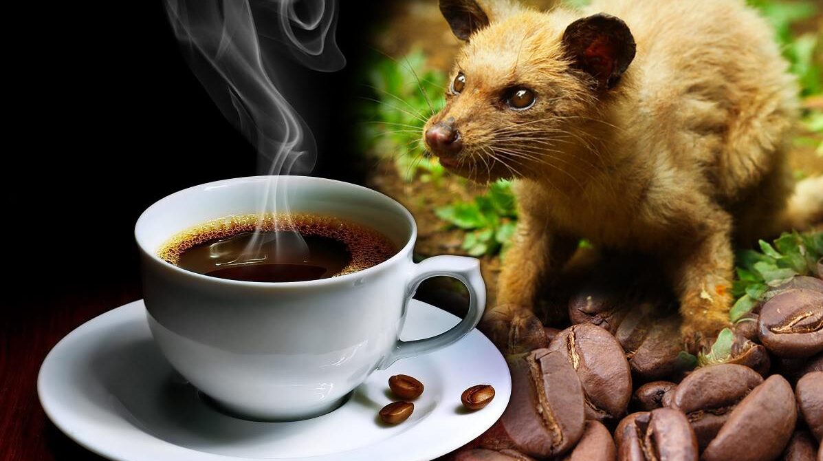 Dünyanın En Pahalı Kahvesi: Kopi Luwak