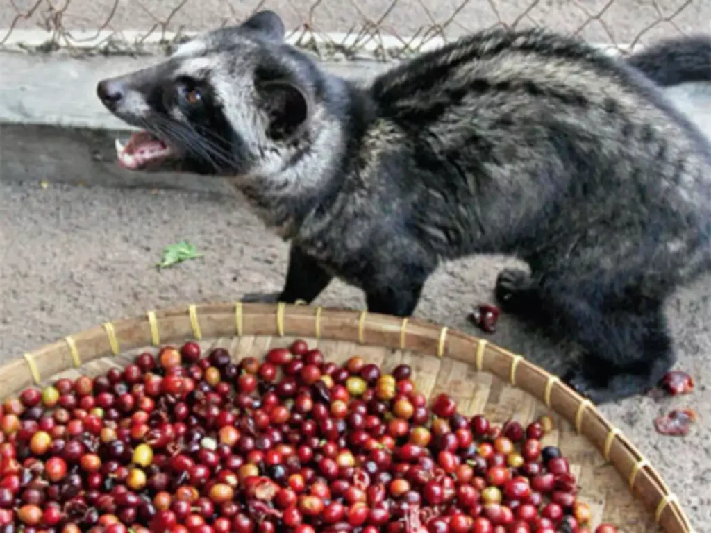 kopi-luvak